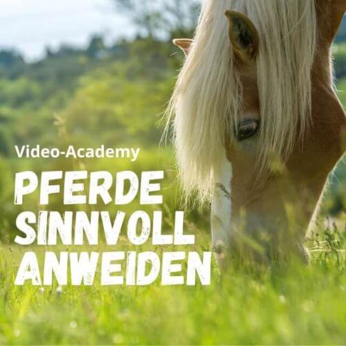 Videokurs "Pferde sinnvoll anweiden"